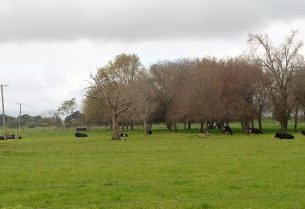 Hikurangi