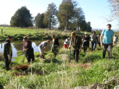 Tree Planting Papawai Farm