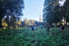 Tree Planting 2026 - Picnic Bush