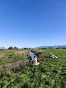 Tilsons Stream 2