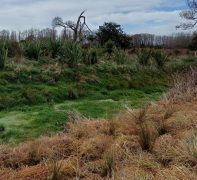 Wetland Development 3 showing original planting