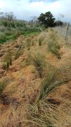 Wetland Development 6